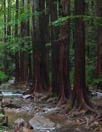 蝉鸣葉間，藏不住九溪的溫柔｜小暑旅拍攻略