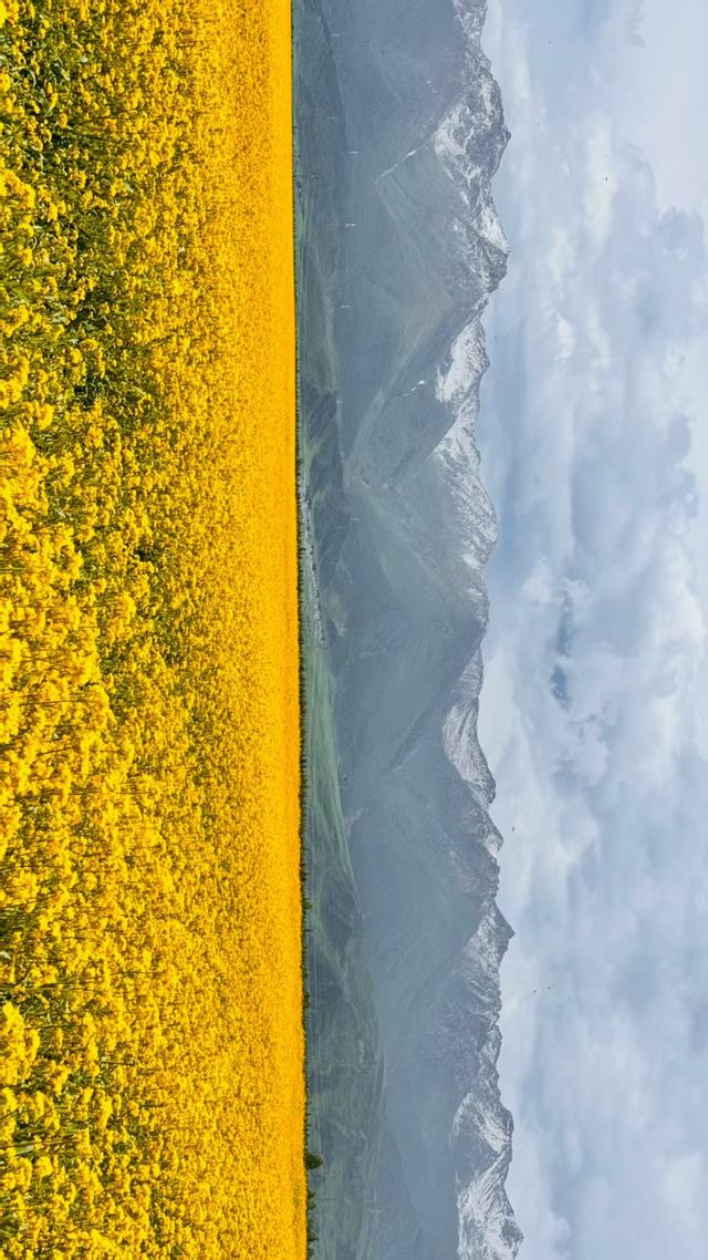 金色油菜花海打卡點