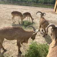 Shenzhou Desert Wildlife Zoo - 神州荒漠野生动物园!