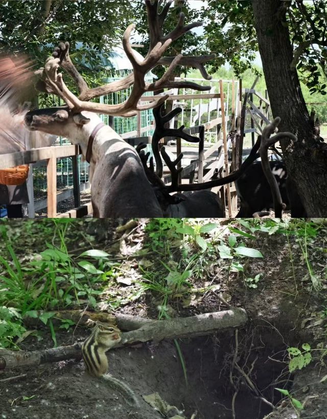 晨霧、白樺與根河