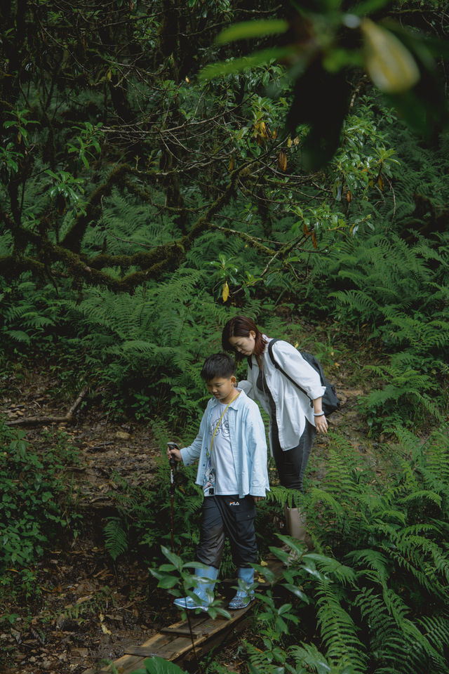 23℃毛毛球森林徒步避暑！拍出森系大片