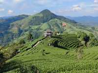 漫山茶香拍照聖地