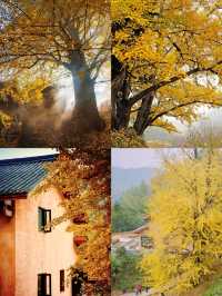 吉安萬安秋季|深山古村追銀杏