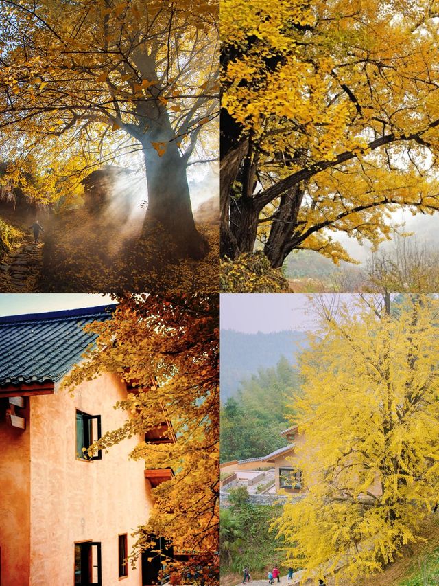 吉安萬安秋季|深山古村追銀杏 吉安萬安秋季|深山古村追銀杏