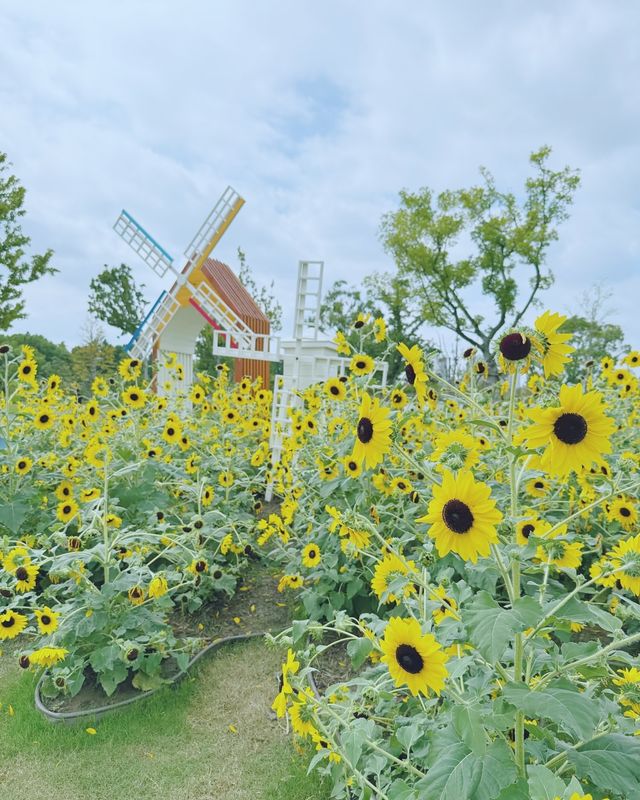 童話裡的小屋，上海植物園秋日兔子派對