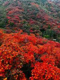 石門坊賞紅葉，邂逅秋日浪漫