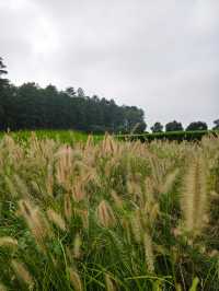 南京江心洲遛娃|真的已經到了next level