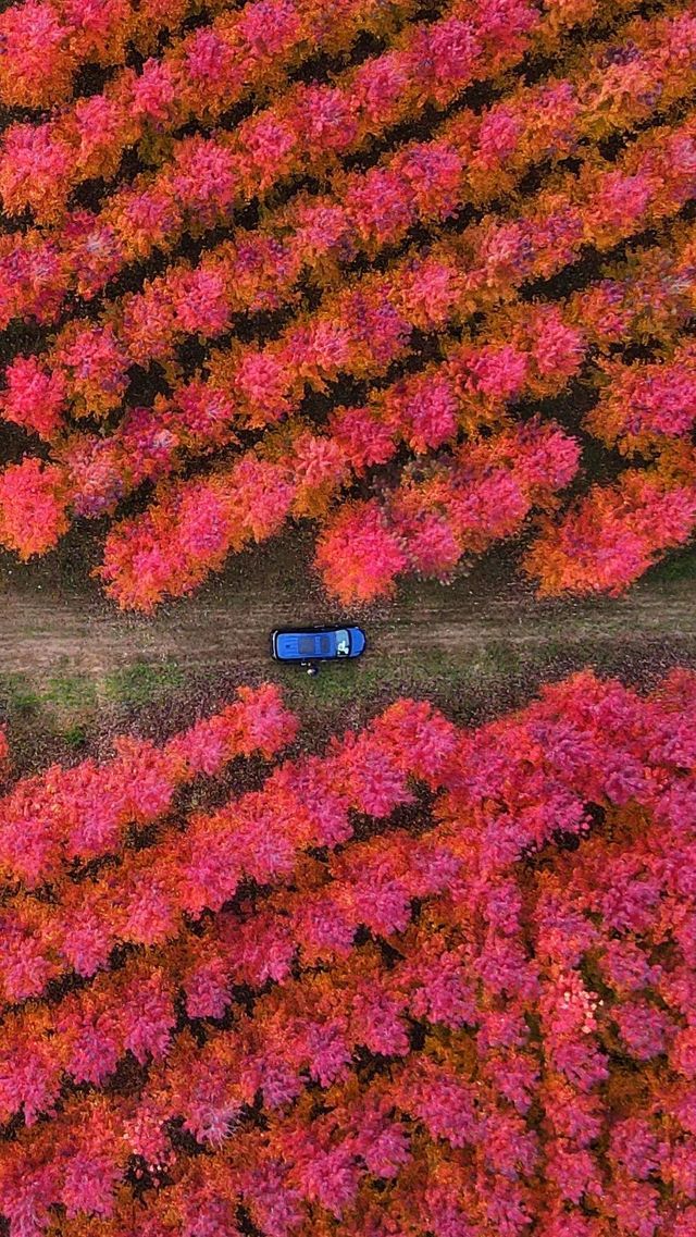 𝟐𝟎𝟐𝟓北京第一波秋景紅楓白蠟變色啦