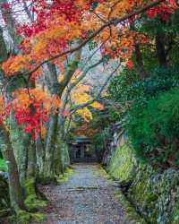 楓葉季限定福井小眾秘境·小濱八寺巡禮攻略