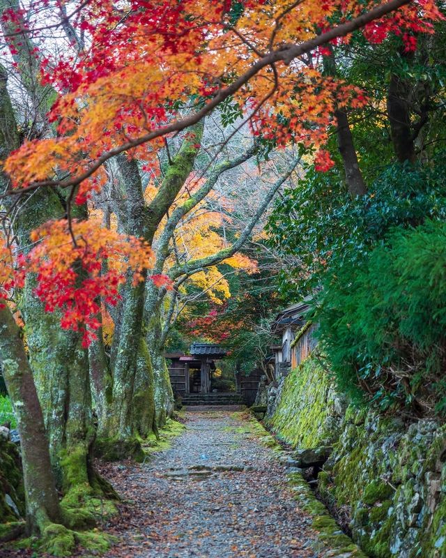 楓葉季限定福井小眾秘境·小濱八寺巡禮攻略
