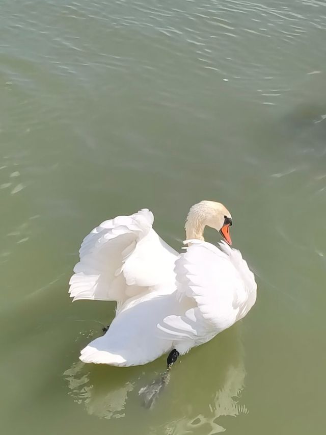 游澤蒙餵天鵝