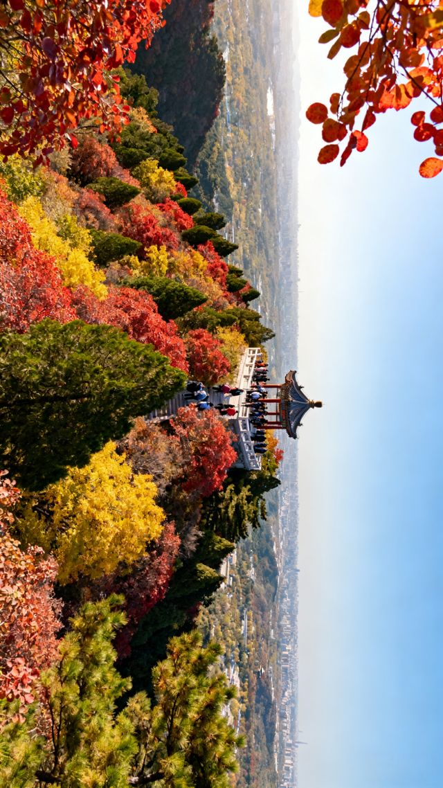 北京秋日限定賞秋攻略:紅牆映黃葉,古都醉金秋 北京秋日限定賞秋攻略:紅牆映黃葉,古都醉金秋