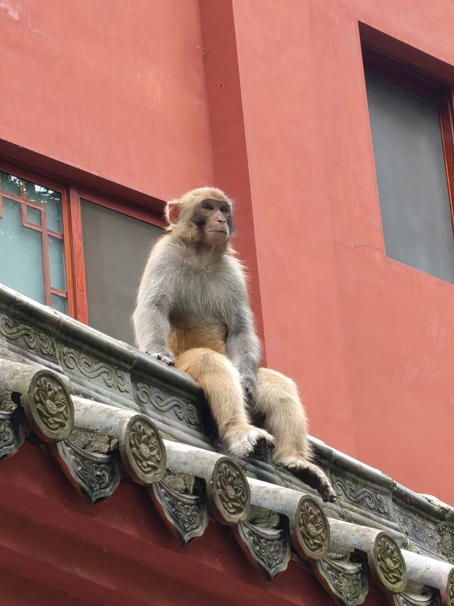 貴陽黔靈山公園,省力不費腿全攻略 貴陽黔靈山公園,省力不費腿全攻略