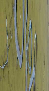 最美秋色——大興安嶺