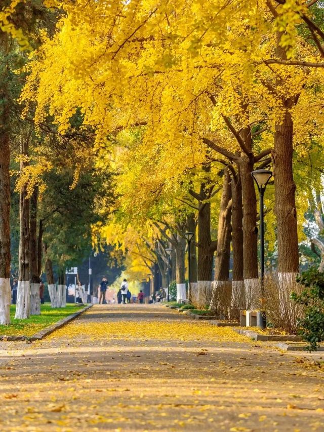 一城山水滿湖詩：邂逅金陵城下，最美玄武湖的秋天