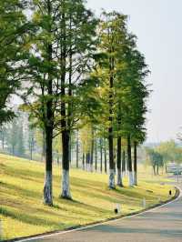 長沙小眾公園天花板磨盤洲生態公園溜娃不擠人