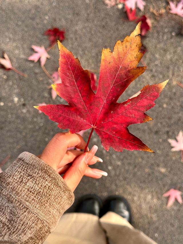 邯鄲紅葉景點推薦｜紅葉漫行必看5大秘境隨手拍大片！