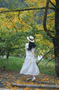 尖叫！韶關帽子峰金色童話世界已上線！！