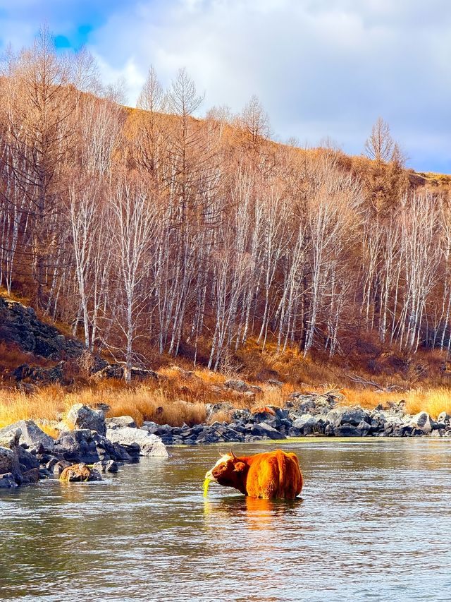 深秋阿爾山騎馬逐浪邂逅大興安嶺最美秋天