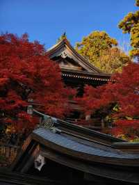 關東絕景!高尾山紅葉狩全攻略錯過再等一年
