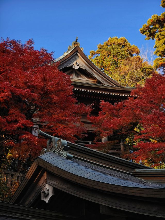 關東絕景!高尾山紅葉狩全攻略錯過再等一年 關東絕景!高尾山紅葉狩全攻略錯過再等一年