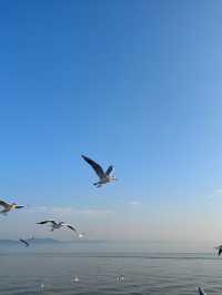 無錫鼋頭渚｜紅嘴鷗回歸季！這份觀鷗攻略請收好