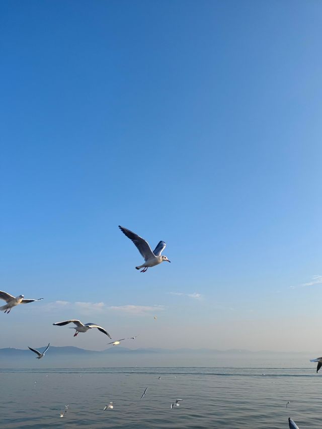 無錫鼋頭渚｜紅嘴鷗回歸季！這份觀鷗攻略請收好