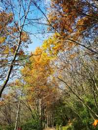 勉縣秋色的隱秘角落！雲霧山徒步解鎖神仙瀑布   必衝理由：  紅葉與瀑布的視覺暴擊！無人