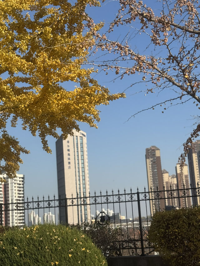 煙台初冬限定希爾頓逸林酒店隔壁就是童話酒莊