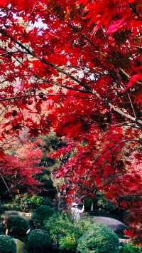 秋日青島楓葉秘境