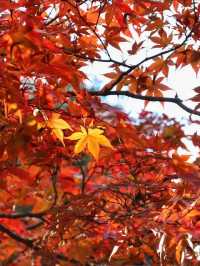 秋霜送君千里遠，月候來年嶺上紅