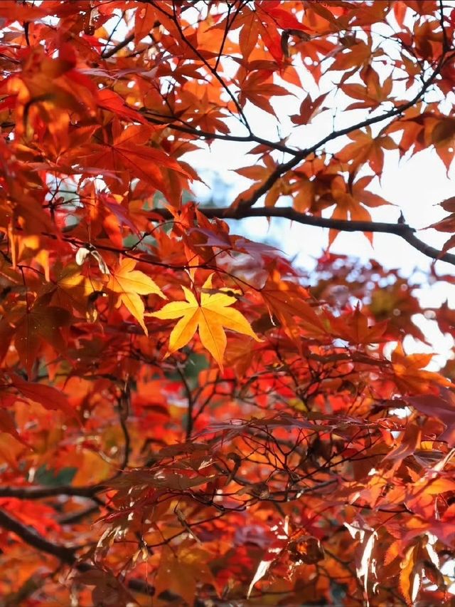 秋霜送君千里遠，月候來年嶺上紅