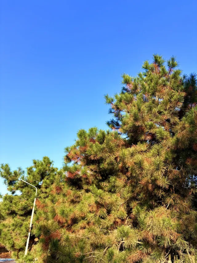 秋意正濃｜石家莊中心湖公園