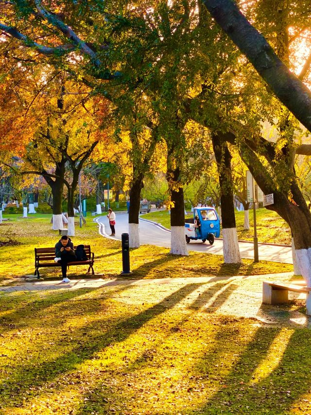 秋色滿園絕美倒映