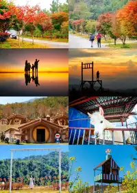 闖入嶺南的金色童話!落羽杉觀賞期已至