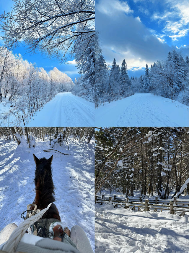 球球了 冬天遞來的邀請函 男方人一定要來 球球了 冬天遞來的邀請函 男方人一定要來