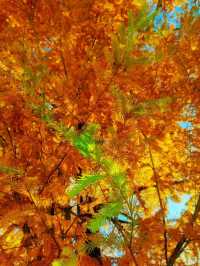 上饒三日賞秋攻略說好這篇就夠了！