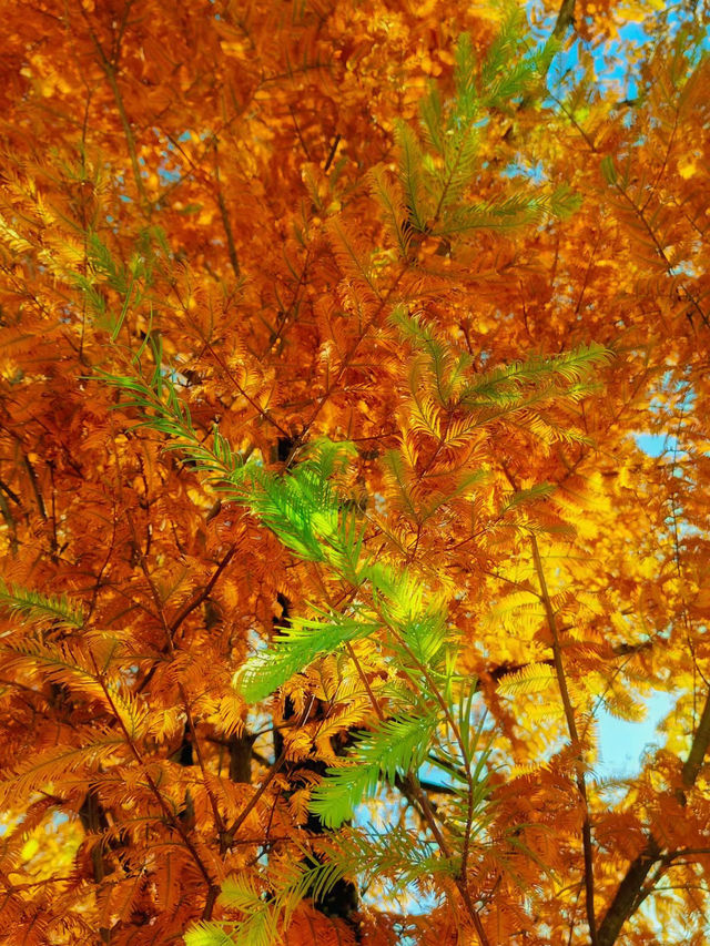 上饒三日賞秋攻略說好這篇就夠了！