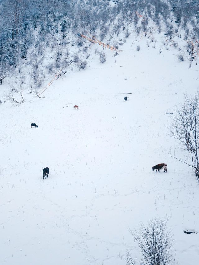 5天雨崩徒步全攻略!新手也能衝的神仙路線 5天雨崩徒步全攻略!新手也能衝的神仙路線