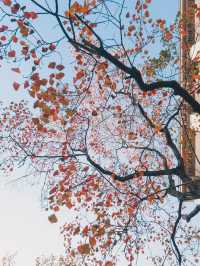 Citywalk | 城市治癒綠洲·上生新所2期探秘