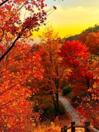 絕美！上海1.5h直達楓葉島，賞秋必去！