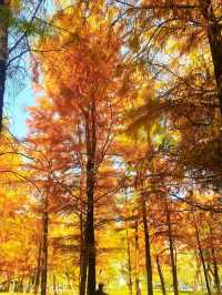 深圳秋冬遊玩攻略:10處落羽杉秘境,絕對不能錯過!!