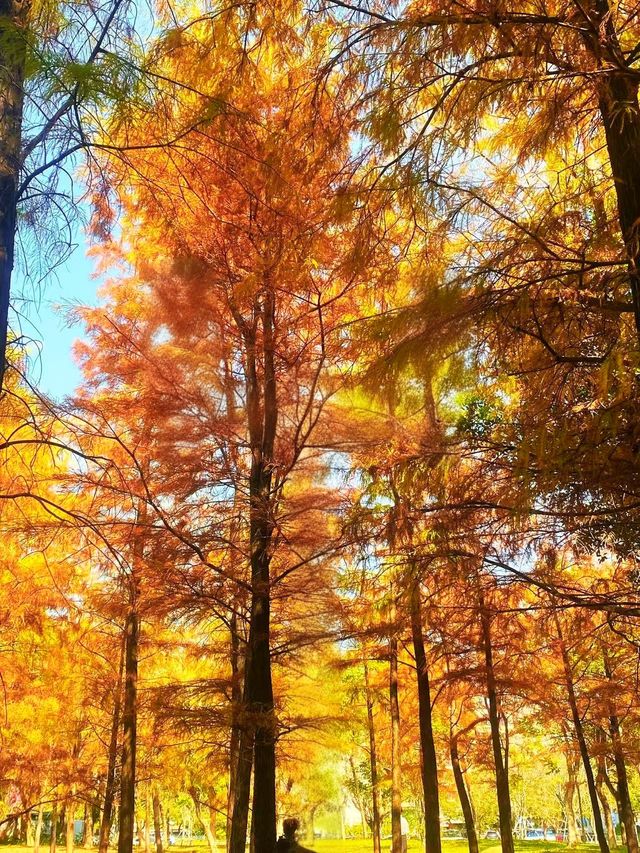 深圳秋冬遊玩攻略:10處落羽杉秘境,絕對不能錯過!! 深圳秋冬遊玩攻略:10處落羽杉秘境,絕對不能錯過!!