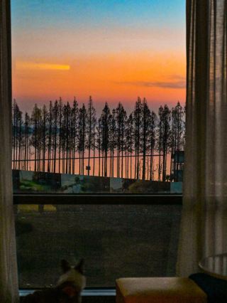 測評50家寵物友好酒店（32）淀山湖雅樂軒酒店