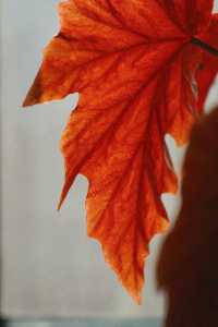 淀山湖喜來登偶遇網紅黑貓店長|松下S9膠片風大片