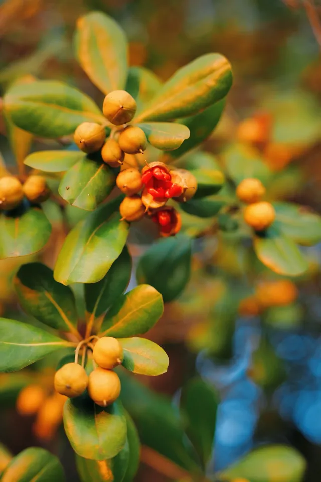 上海殺瘋了! 上海殺瘋了!