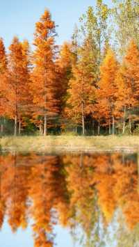 冬日邂逅西昌小漁村紅杉林：把邛海的溫柔揉進紅杉的焦糖色裡