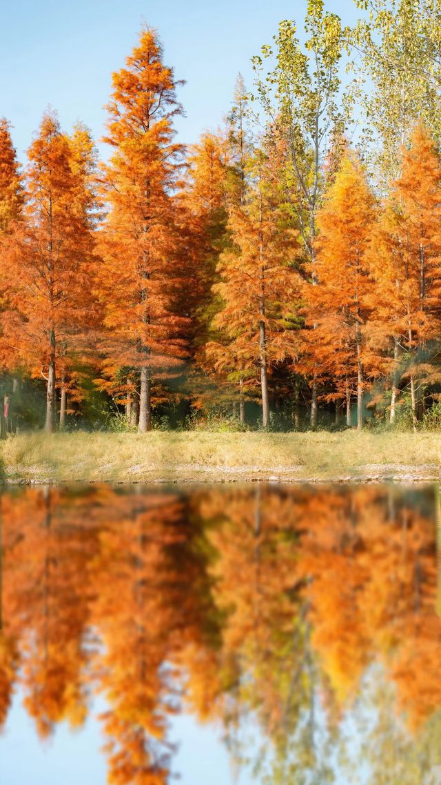 冬日邂逅西昌小漁村紅杉林：把邛海的溫柔揉進紅杉的焦糖色裡