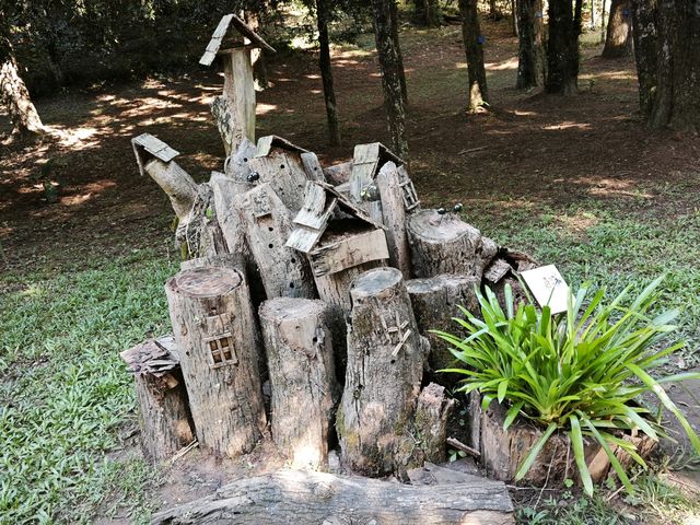 中國科學院西雙版納熱帶植物園真的太寶藏了，必須安利給大家