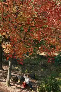 柳州 | 深秋的烏桕樹是白天裡綻放的煙火